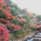 紅葉