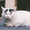 野良猫