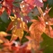 輝く紅葉