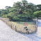 栗林公園鶴亀松