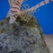 降りる魚