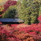 東福寺2024天通橋から