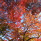 東福寺2024紅葉