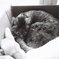可愛らしい猫。