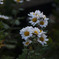 白い花