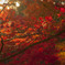 紅葉 吉野運動公園