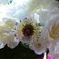 DSC09885