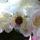 DSC09884