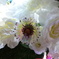 DSC09883