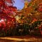 洞光寺の紅葉