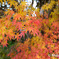近所の紅葉１
