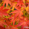 近所の紅葉２