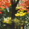 大阪城公園でお写ん歩