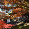 鹿児島神社の紅葉