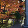 鹿児島神社の紅葉