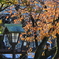 靖国神社の桜の紅葉