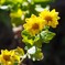 挿し木の 菊