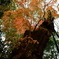 水谷茶屋の紅葉　８