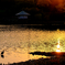 サギのいる夕景