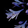 夕刻の花