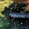 大銀杏Ⅱ