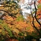 水谷茶屋の紅葉　９