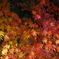終盤の紅葉
