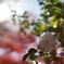 山茶花