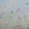 鳥たち