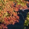紅葉1