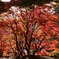 紅葉2