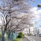 桜並木♪