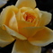 冬の薔薇④