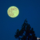Cold Moon