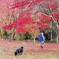 まだまだ紅葉してます。