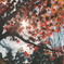 秋空を彩る紅葉