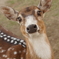 キューティクル