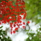 紅葉（十枝の森5）