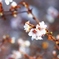 山の辺の道に咲く四季桜　１