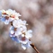 山の辺の道に咲く四季桜　２