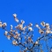 山の辺の道に咲く四季桜　３