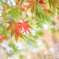 2024/11/09 紅葉・やっと・・・♡
