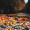 落ちている紅葉