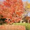 相模湖畔の紅葉