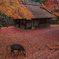 紅葉が散った朝