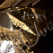 Happy Christmas