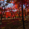 天龍寺紅く