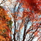 石上神宮外苑公園の紅葉　　１
