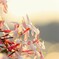 なんかの花