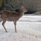 雪の飛火野で